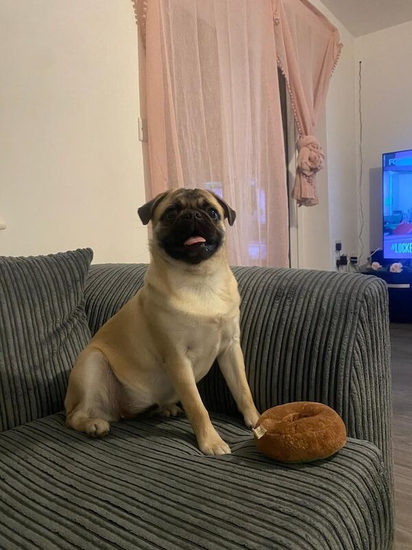 Pug puppies for sale in Bradwell, Norfolk – KC registered, 1 year old - Image 3 of 3