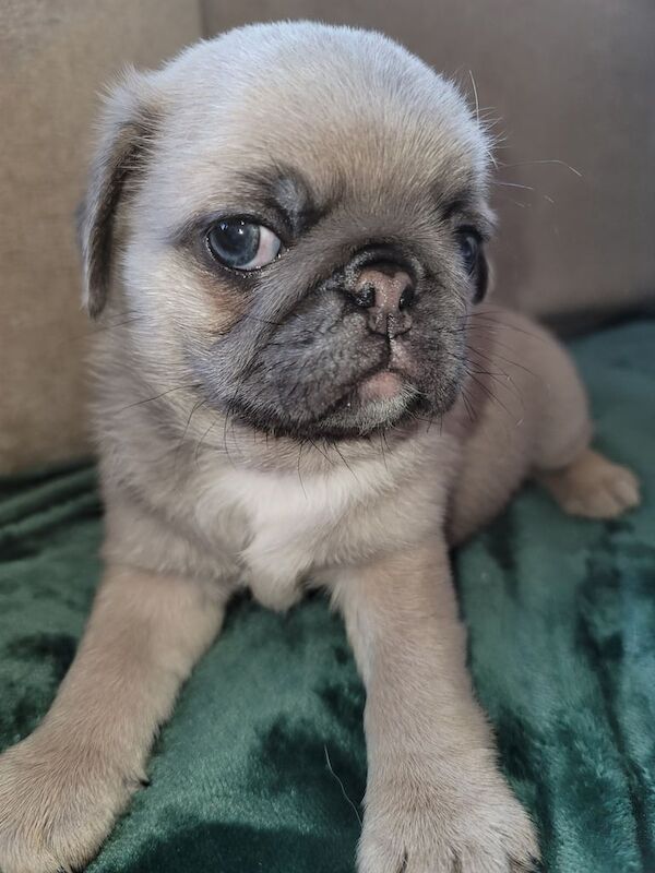 Pug puppies for sale in Keady, Armagh – KC registered, 1 year old - Image 1 of 3