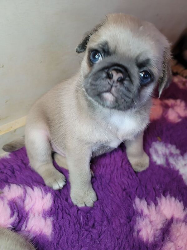 Pug puppies for sale in Keady, Armagh – KC registered, 1 year old - Image 2 of 3