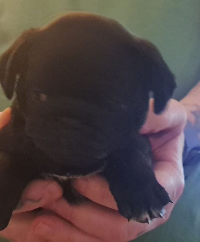 Little 7 week old pug puppies for sale in Merthyr Tydfil / Merthyr Tudful, Mid Glamorgan