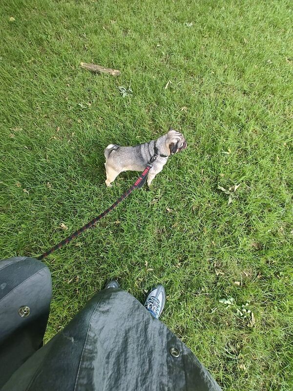 Pug puppies for sale in Erdington, West Midlands – 4 years old