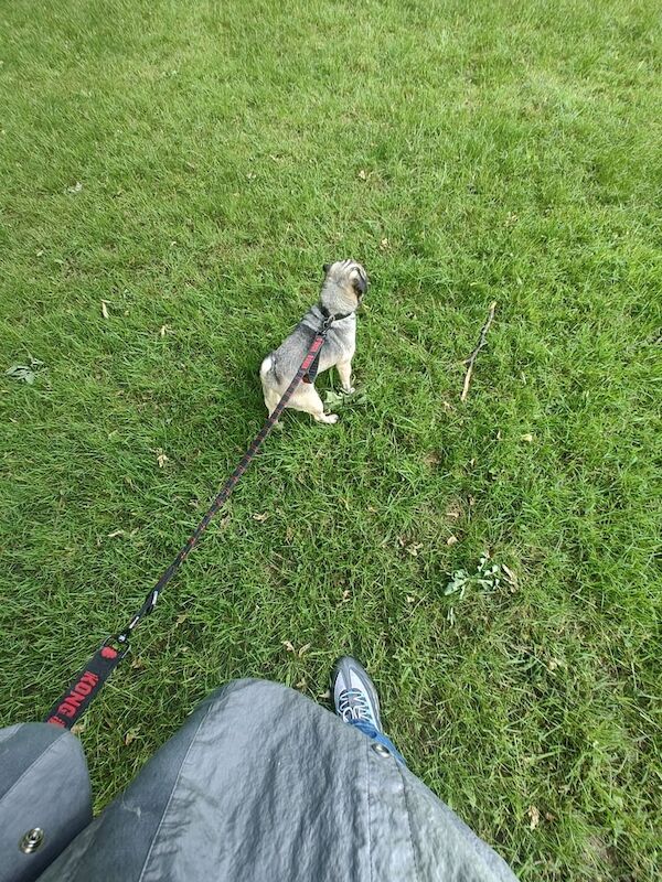 Pug puppies for sale in Erdington, West Midlands – 4 years old - Image 2 of 3