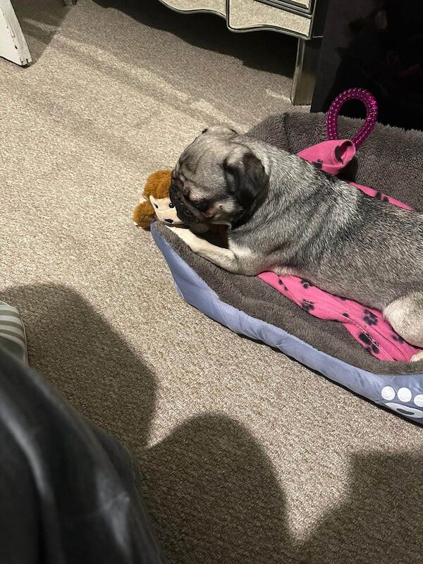 Pug puppies for sale in Erdington, West Midlands – 4 years old - Image 3 of 3