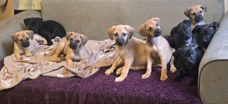 Pug puppies for sale in Chilton, Durham – 11 weeks old