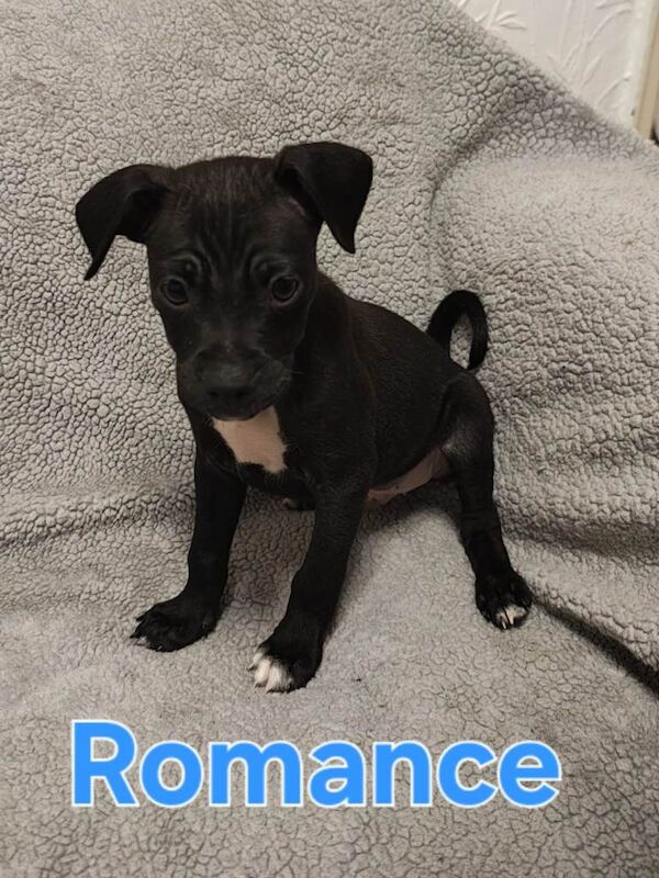 Pug puppies for sale in Chilton, Durham – 4 months old - Image 4 of 5