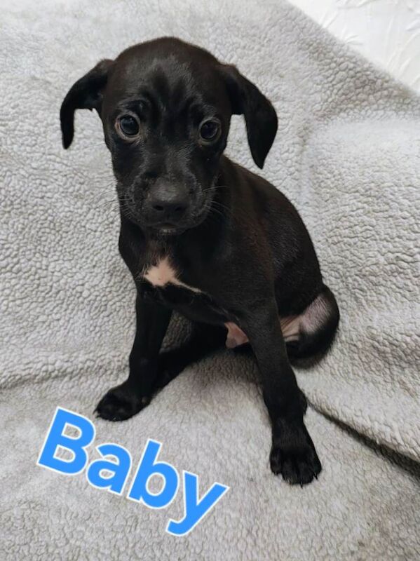 Pug puppies for sale in Chilton, Durham – 4 months old - Image 5 of 5