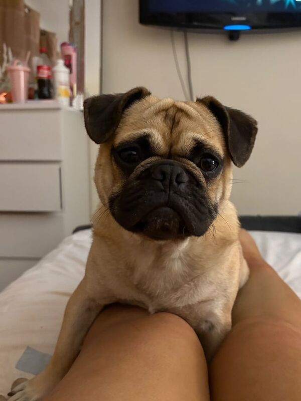 Male 1 year old pug for sale in Saintfield, County Down