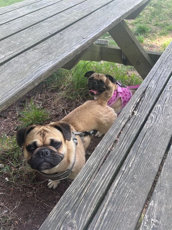Male 1 year old pug for sale in Saintfield, County Down | Image 2