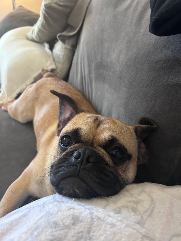 Male 1 year old pug for sale in Saintfield, County Down | Image 3
