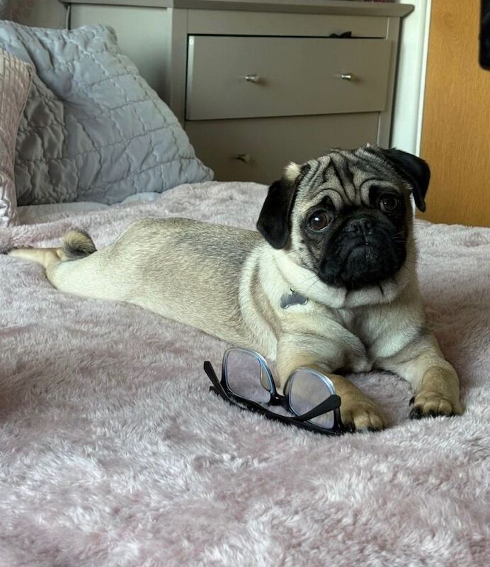 Pug Puppies For Sale