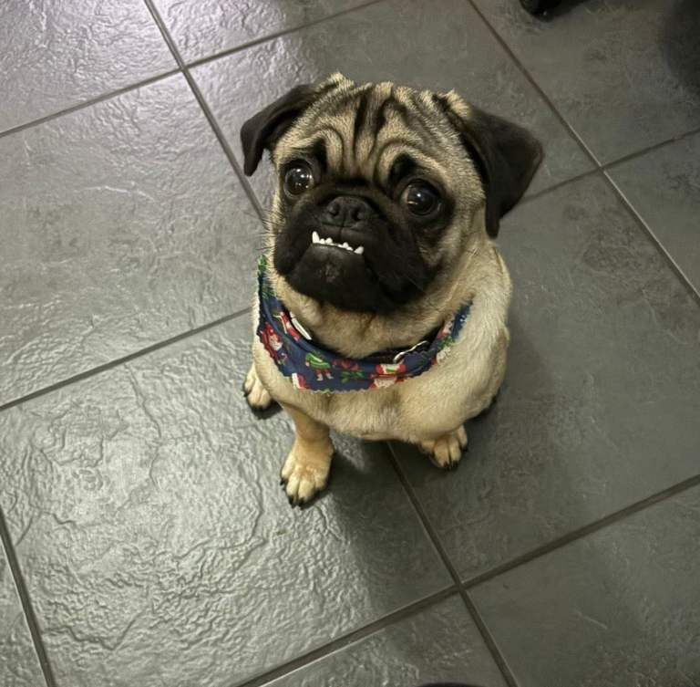 Male Pug 1 Year old - Image 2 of 3