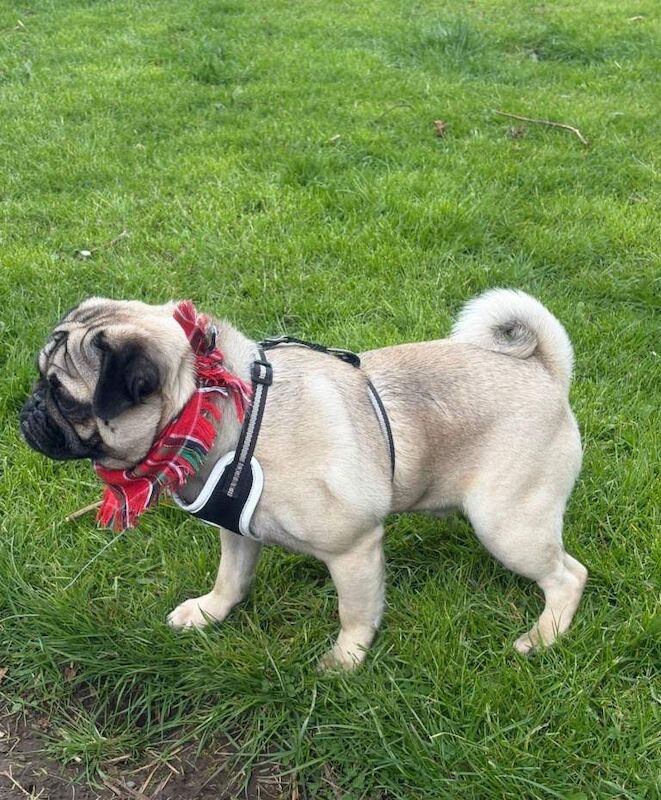 Male Pug 1 Year old - Image 3 of 3
