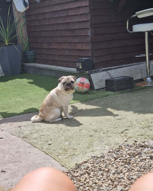 Pug puppies for sale in Lostock Hall, Lancashire – 2 years old