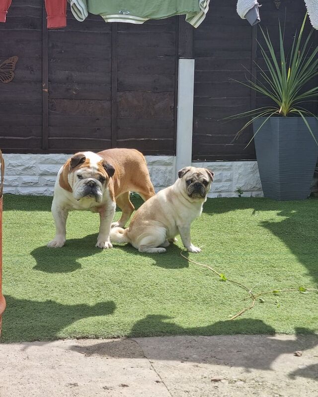 Male pug - Image 2 of 3