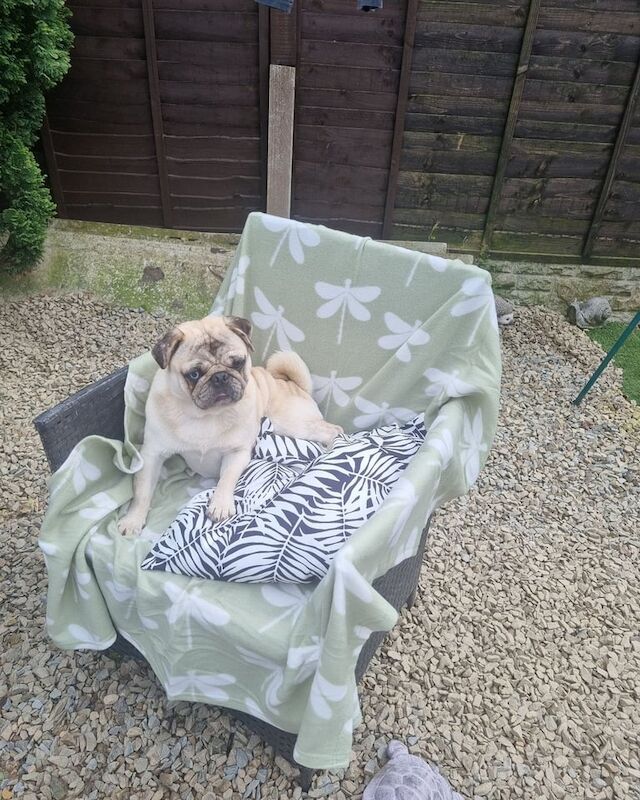 Male pug - Image 3 of 3