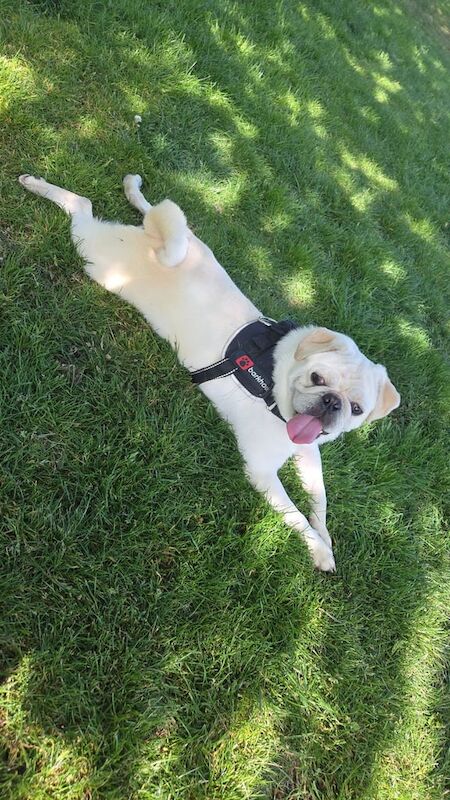 Pug puppies for sale in Bonnington, City of Edinburgh – 1 year old
