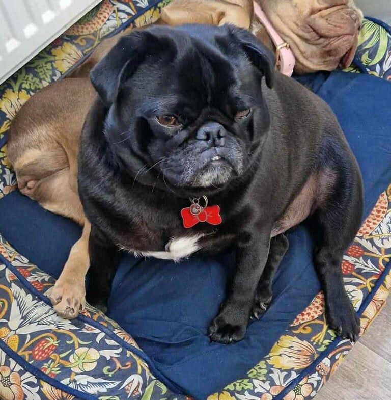 Pug puppies for sale in Lincoln, Lincolnshire – 2 years old