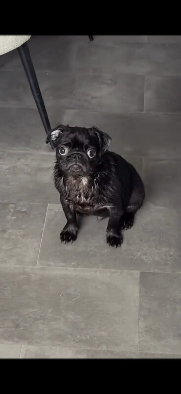 Male pug