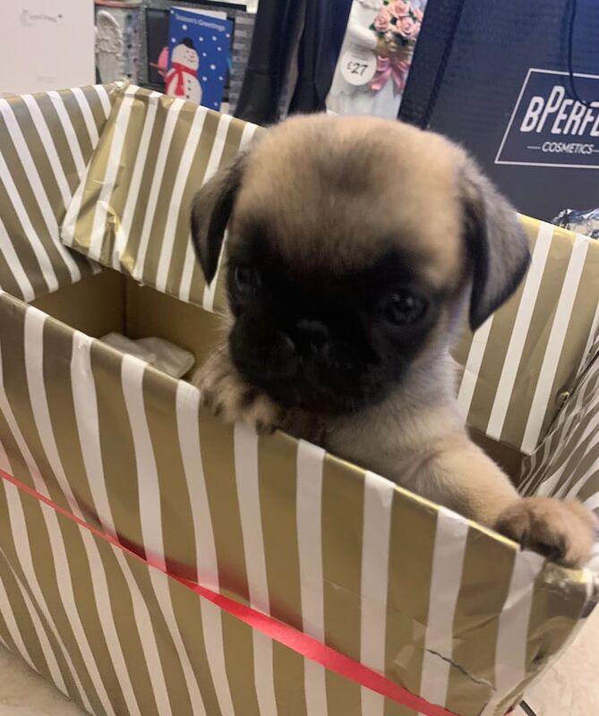 Pug puppies for sale in Dunmurry, County Antrim – 2 years old