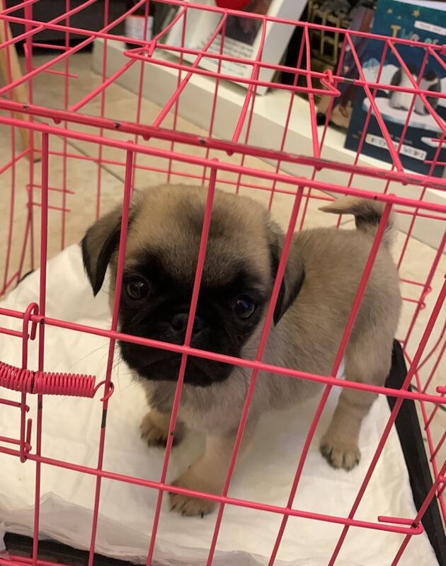 Pug puppies for sale in Dunmurry, County Antrim – 2 years old - Image 2 of 3