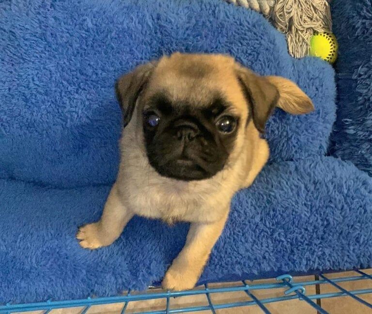 Pug puppies for sale in Dunmurry, County Antrim – 2 years old - Image 3 of 3
