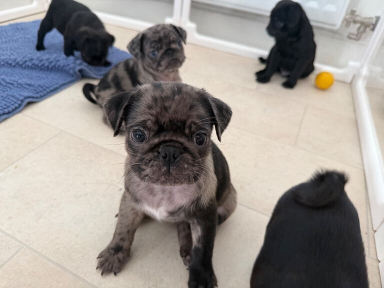 Male pug puppy last one left he’s Merle beautiful markings - Image 2 of 3