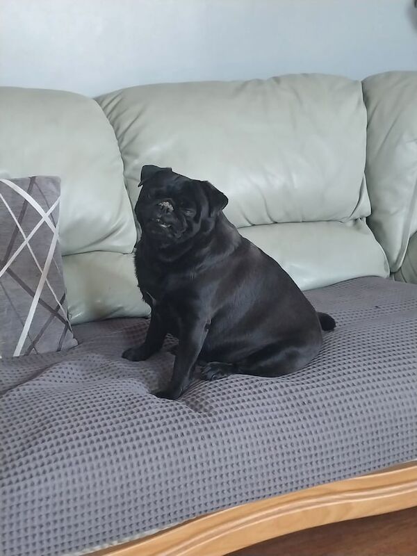 Pug puppies for sale in Biggleswade, Bedfordshire – 3 years old