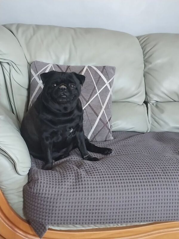 Pug puppies for sale in Biggleswade, Bedfordshire – 3 years old - Image 2 of 3