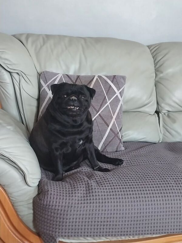 Pug puppies for sale in Biggleswade, Bedfordshire – 3 years old - Image 3 of 3