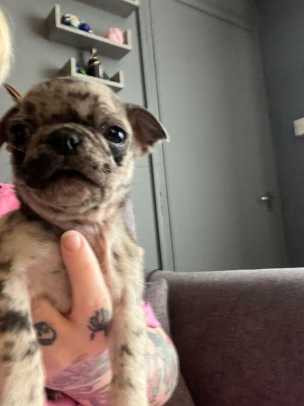 Pug puppies for sale in Swindon, Wiltshire – 7 weeks old