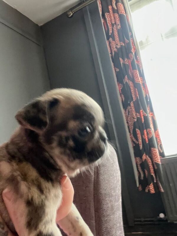 Pug puppies for sale in Swindon, Wiltshire – 7 weeks old - Image 2 of 4