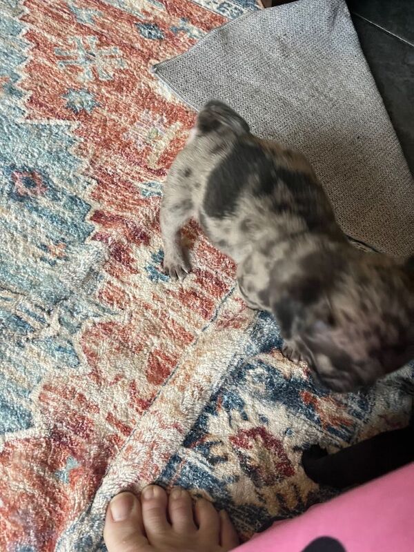 Pug puppies for sale in Swindon, Wiltshire – 7 weeks old - Image 3 of 4