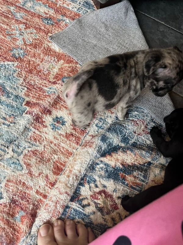 Pug puppies for sale in Swindon, Wiltshire – 7 weeks old - Image 4 of 4