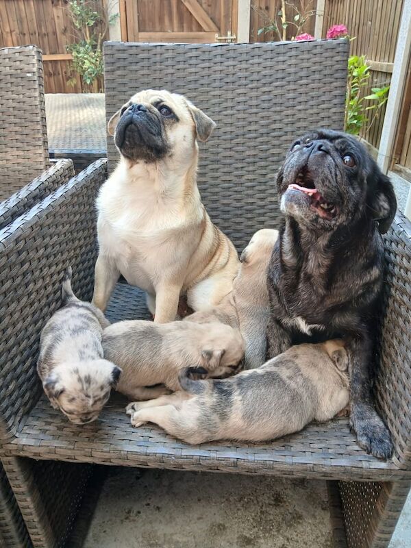 Pug puppies for sale in Chingford, Greater London – 9 weeks old