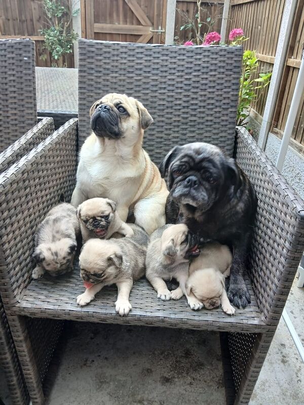 Pug puppies for sale in Chingford, Greater London – 9 weeks old - Image 2 of 3