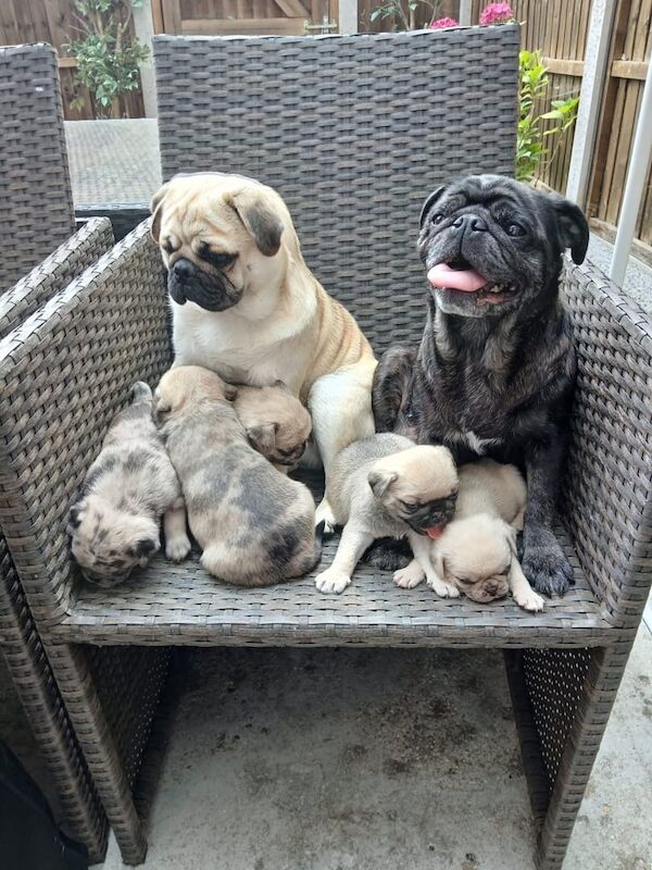Pug puppies for sale in Chingford, Greater London – 9 weeks old - Image 3 of 3