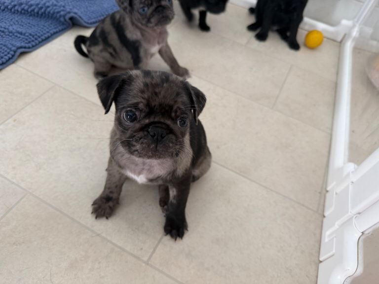 Merle pug puppy - Image 2 of 5