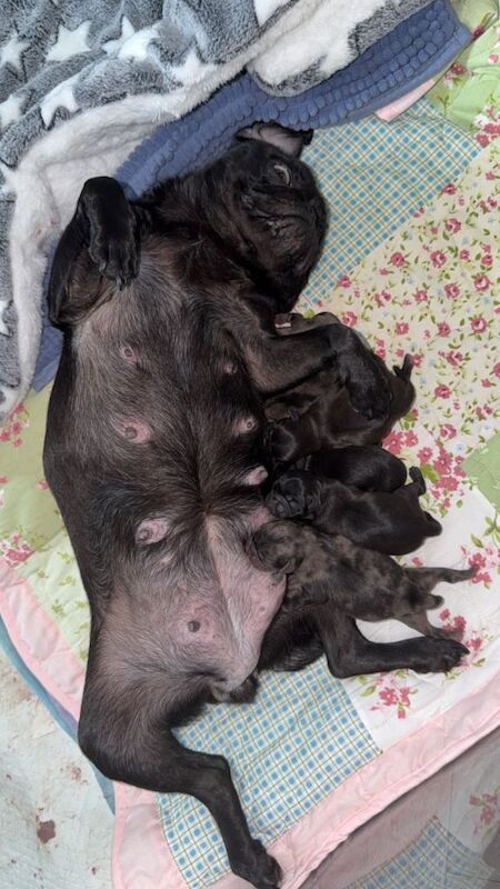 Merle pug puppy - Image 3 of 5