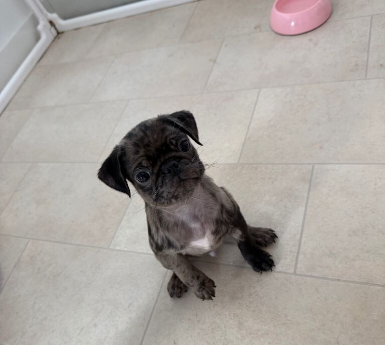 Merle pug puppy - Image 4 of 5