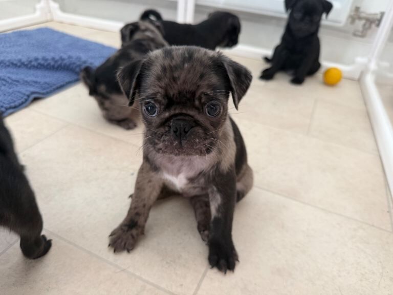 Merle pug puppy - Image 5 of 5