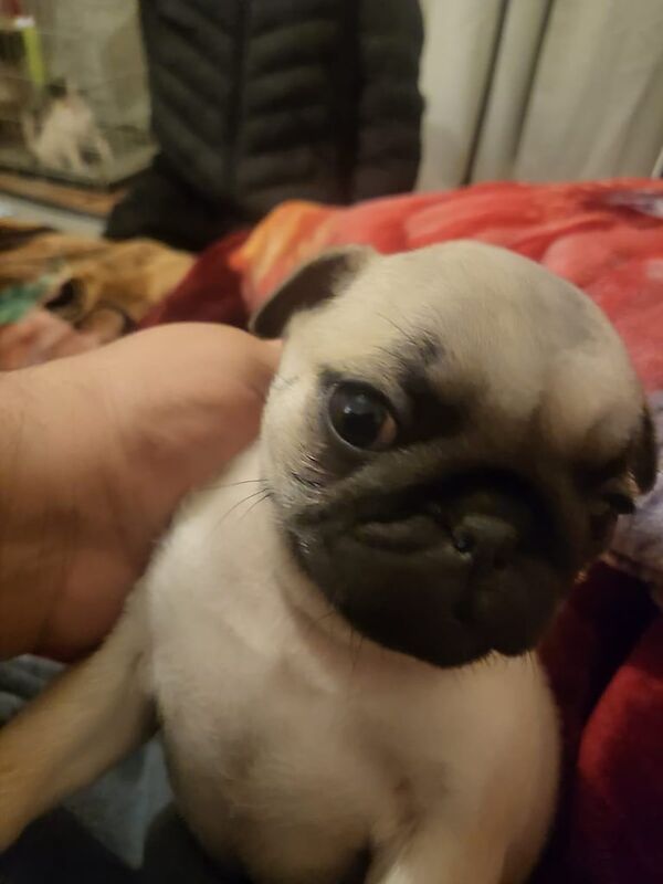 Pug puppies for sale in London, Greater London – 1 year old - Image 2 of 3