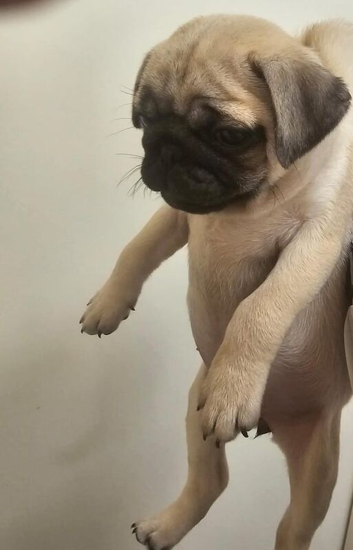 Pug puppies for sale in London, Greater London – 1 year old - Image 3 of 3