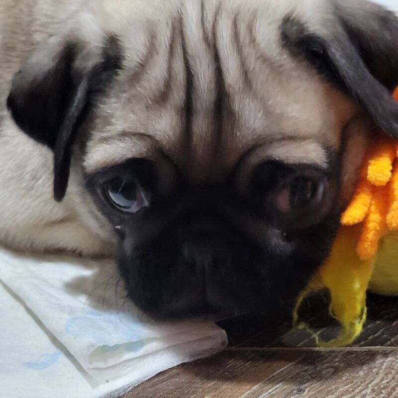 Pug Puppies For Sale