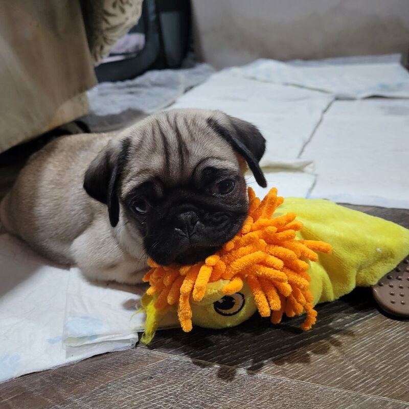 Pug puppies for sale in Bradford, West Yorkshire – 8 weeks old - Image 2 of 3