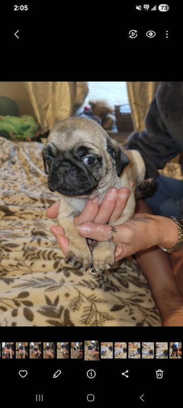 Pug puppies for sale in Bradford, West Yorkshire – 8 weeks old - Image 3 of 3