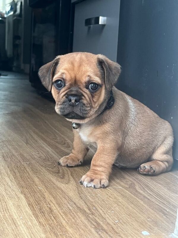 Only 2 fur babies left