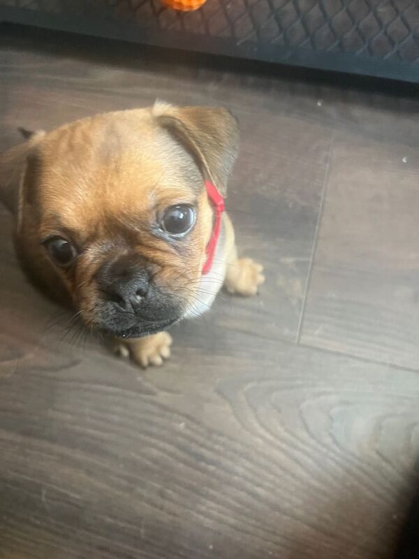 Only 2 fur babies left - Image 2 of 6