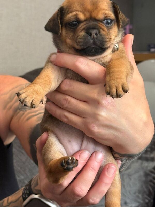 Only 2 fur babies left - Image 4 of 6