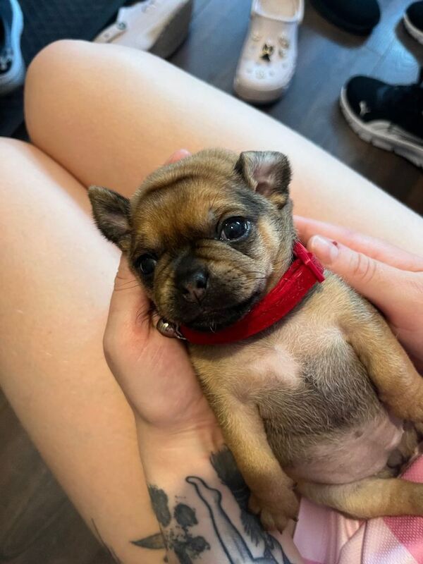 Only 2 fur babies left - Image 6 of 6