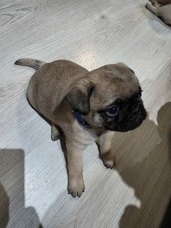 Only 2 pug left in the litter for sale in Earlsfield, Greater London